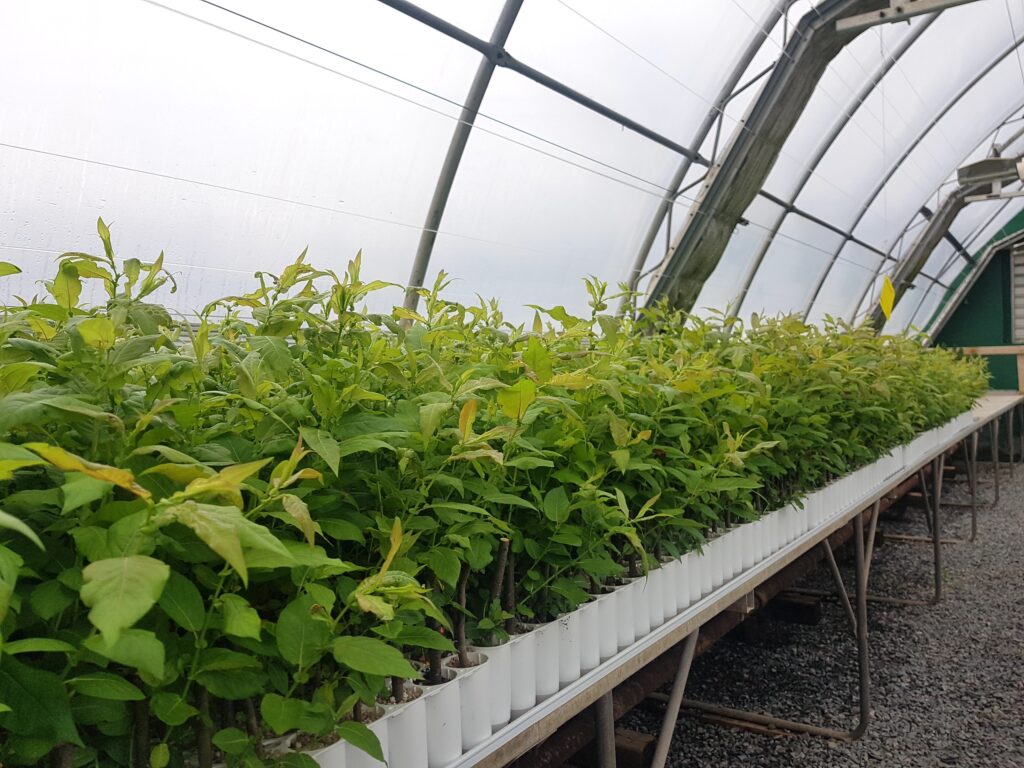 Red Tip Willows in Greenhouse