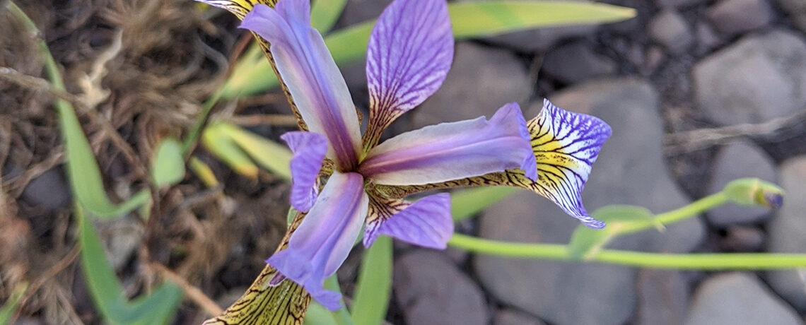 Wild Iris Slider Image